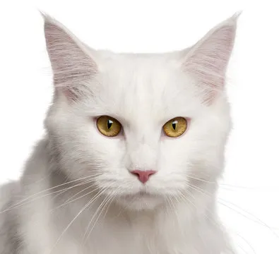 前职业运动员 李娜